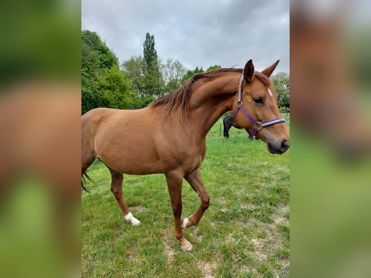Koń oldenburski Klacz 7 lat 168 cm Kasztanowata in Winsen (Luhe)