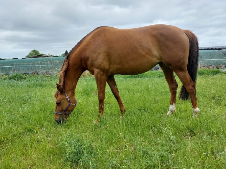 Koń oldenburski Klacz 7 lat 168 cm Kasztanowata in Winsen (Luhe)