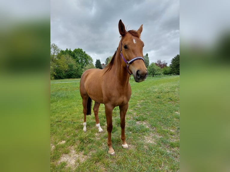 Koń oldenburski Klacz 7 lat 168 cm Kasztanowata in Winsen (Luhe)