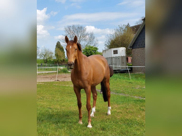Koń oldenburski Klacz 7 lat 168 cm Kasztanowata in Winsen (Luhe)