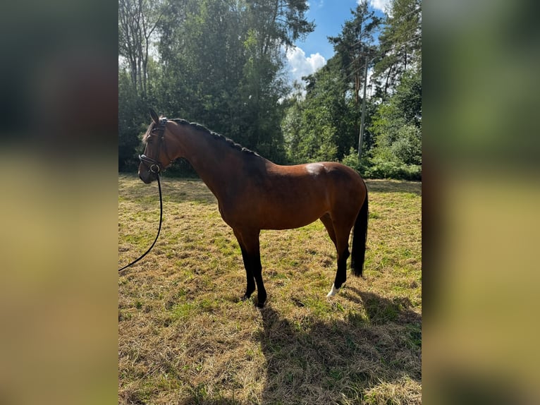 Koń oldenburski Klacz 7 lat 168 cm  in Schwandorf