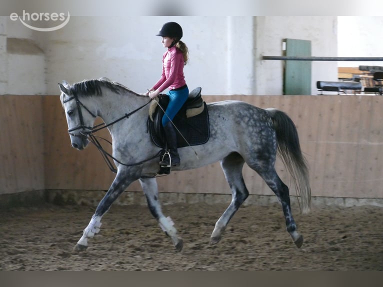 Koń oldenburski Klacz 7 lat 168 cm Siwa in Ganschow
