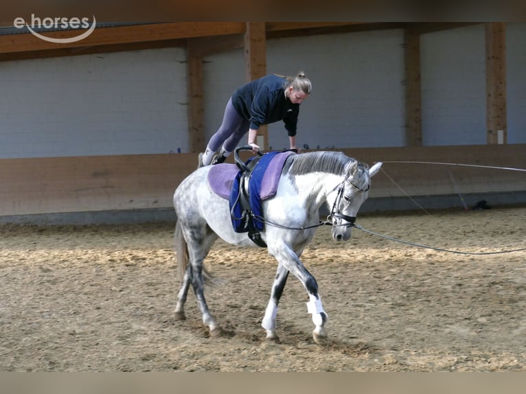 Koń oldenburski Klacz 7 lat 168 cm Siwa in Ganschow