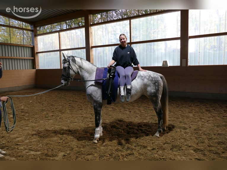 Koń oldenburski Klacz 7 lat 168 cm Siwa in Ganschow