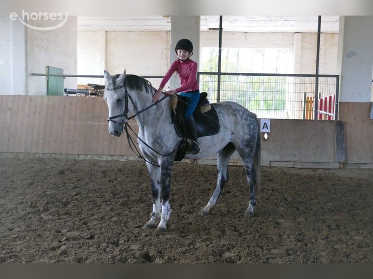 Koń oldenburski Klacz 7 lat 168 cm Siwa in Ganschow