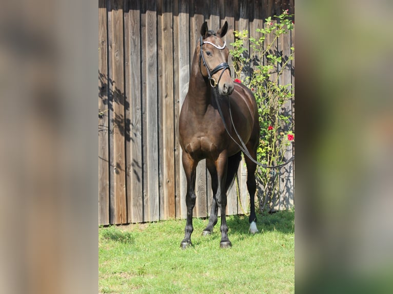 Koń oldenburski Klacz 7 lat 168 cm Skarogniada in Valluhn