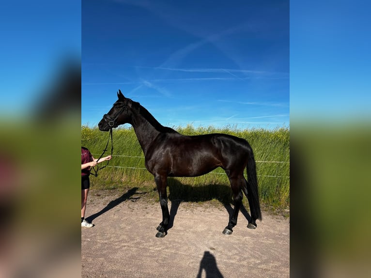 Koń oldenburski Klacz 7 lat 168 cm Skarogniada in Mechterstädt