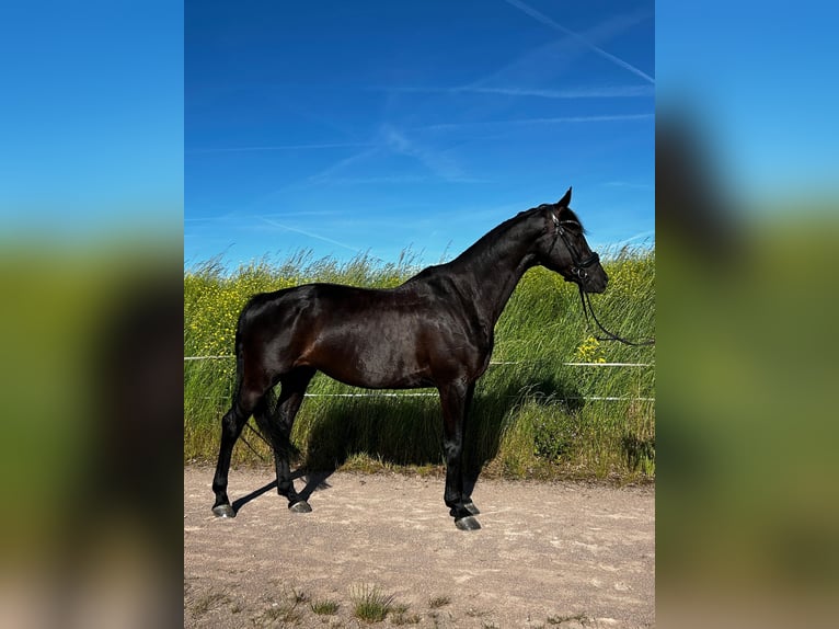Koń oldenburski Klacz 7 lat 168 cm Skarogniada in Mechterstädt