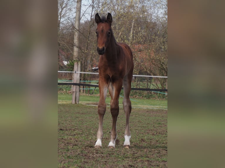 Koń oldenburski Klacz 7 lat 169 cm Gniada in Bramsche