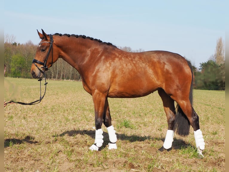 Koń oldenburski Klacz 7 lat 169 cm Gniada in Bramsche