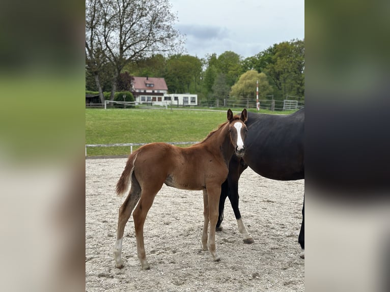 Koń oldenburski Klacz 7 lat 170 cm Ciemnogniada in Schönaich