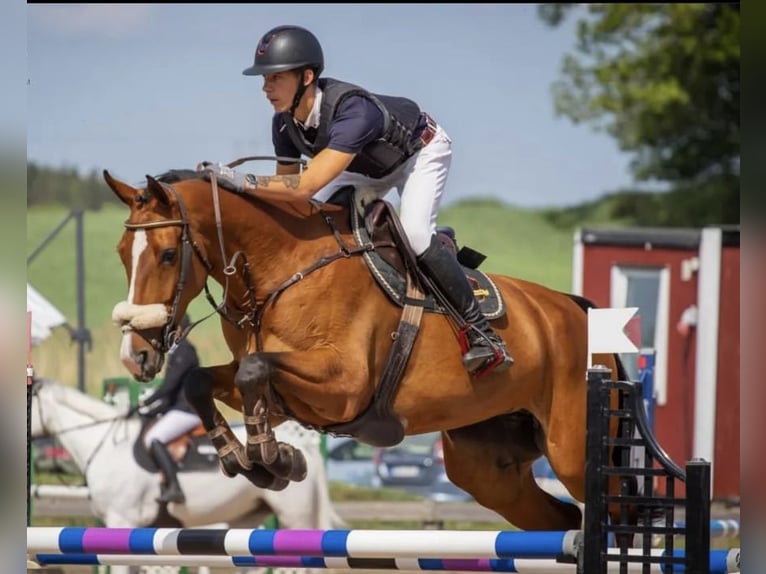 Koń oldenburski Klacz 7 lat 170 cm Ciemnogniada in Link&#xF6;ping