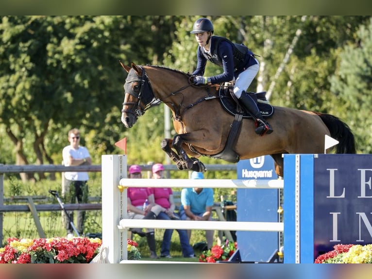 Koń oldenburski Klacz 7 lat 170 cm Ciemnogniada in Link&#xF6;ping