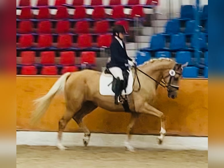 Koń oldenburski Klacz 7 lat 170 cm Izabelowata in Sottrum