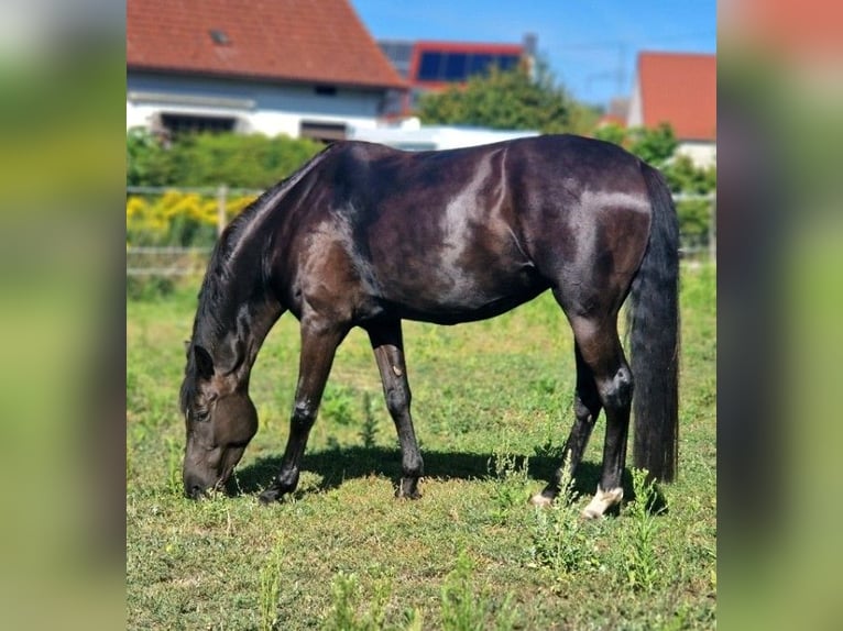 Koń oldenburski Klacz 7 lat 170 cm Kara in Bad Liebenwerda