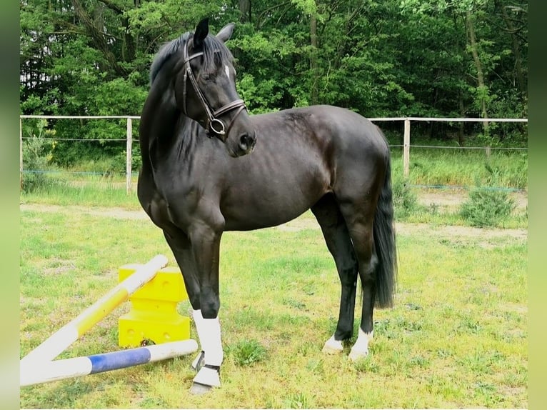 Koń oldenburski Klacz 7 lat 170 cm Kara in Bad Liebenwerda