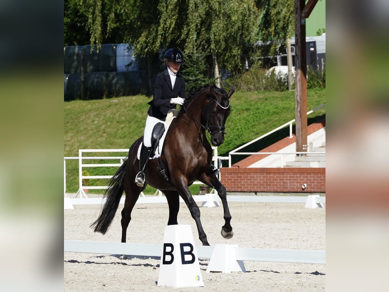 Koń oldenburski Klacz 7 lat 170 cm Kara in Holešov