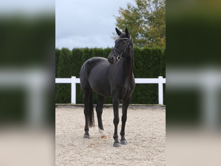 Koń oldenburski Klacz 7 lat 170 cm Kara in Schwäbisch Hall