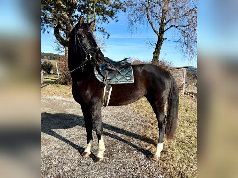 Koń oldenburski Klacz 7 lat 170 cm Kara in Pelmberg