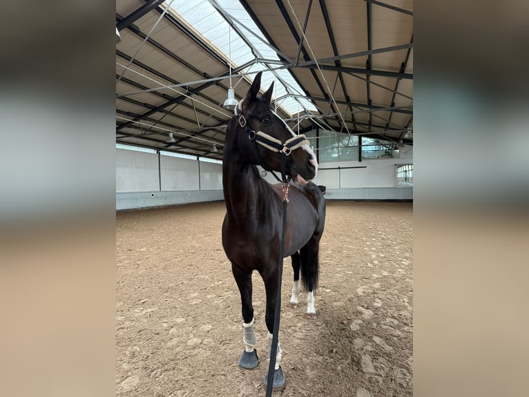 Koń oldenburski Klacz 7 lat 170 cm Skarogniada in Berlin