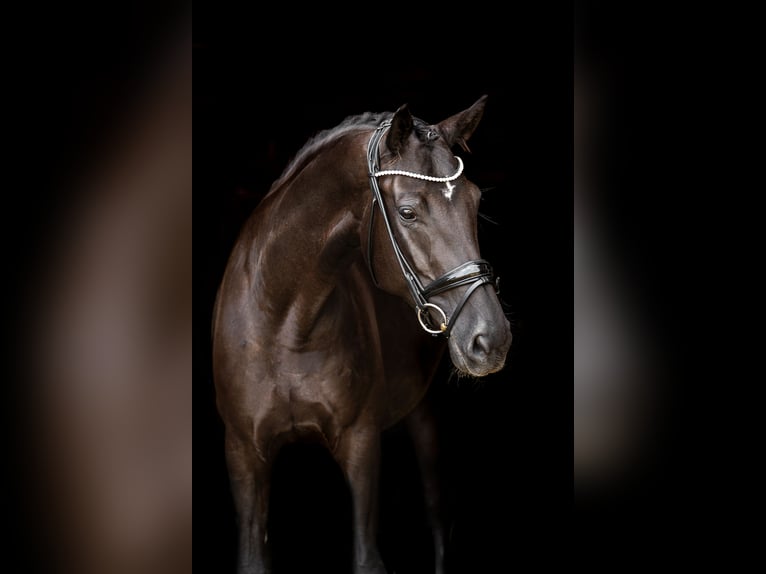 Koń oldenburski Klacz 7 lat 172 cm Kara in M&#xFC;nchen