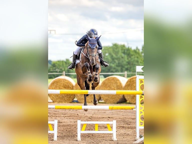 Koń oldenburski Klacz 7 lat 172 cm Skarogniada in Krembz