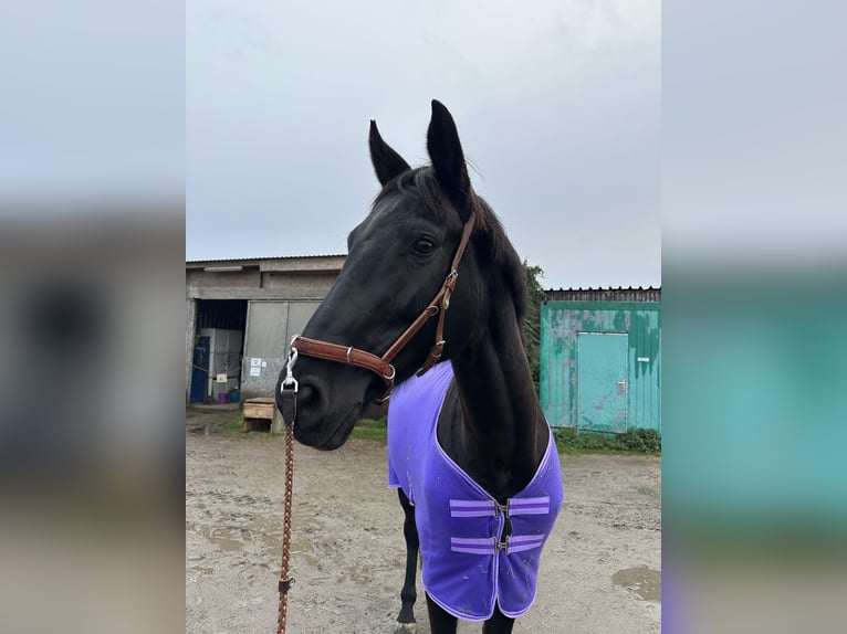 Koń oldenburski Klacz 7 lat 177 cm Kara in Unterzögersdorf