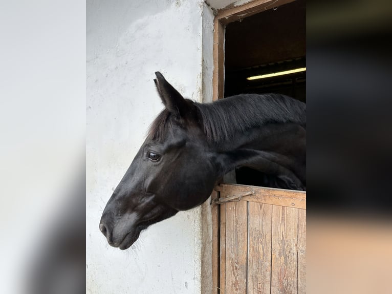 Koń oldenburski Klacz 7 lat 177 cm Kara in Unterzögersdorf