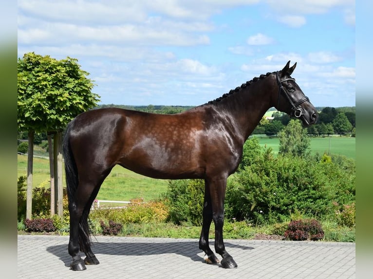 Koń oldenburski Klacz 7 lat 177 cm Kara in Wysin