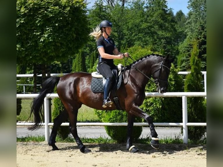 Koń oldenburski Klacz 7 lat 177 cm Kara in Wysin