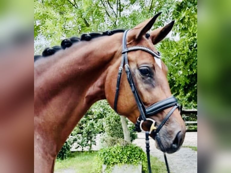 Koń oldenburski Klacz 7 lat 178 cm Gniada in Neuss