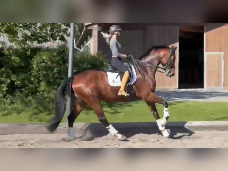 Koń oldenburski Klacz 7 lat 178 cm Gniada in Neuss