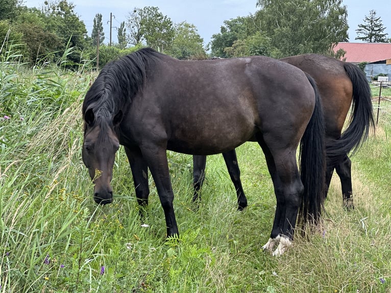 Koń oldenburski Klacz 8 lat 159 cm Ciemnogniada in Kathendorf