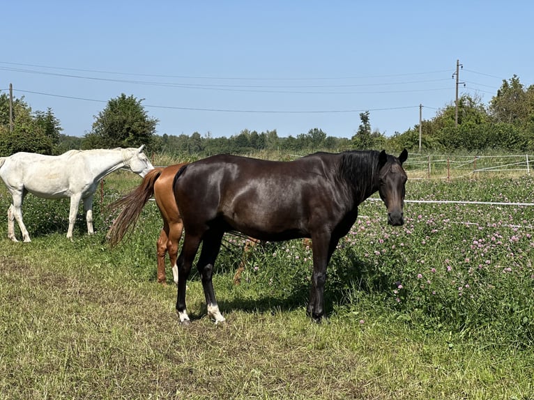 Koń oldenburski Klacz 8 lat 159 cm Ciemnogniada in Kathendorf