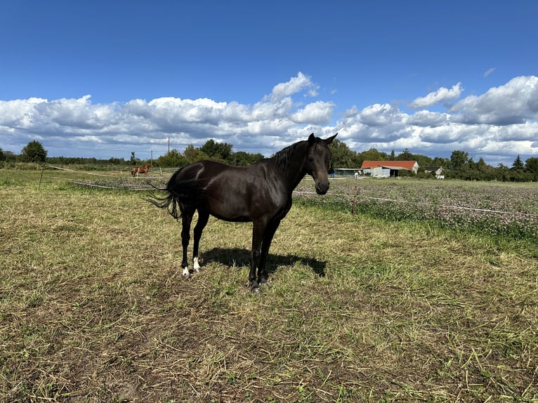 Koń oldenburski Klacz 8 lat 159 cm Ciemnogniada in Kathendorf