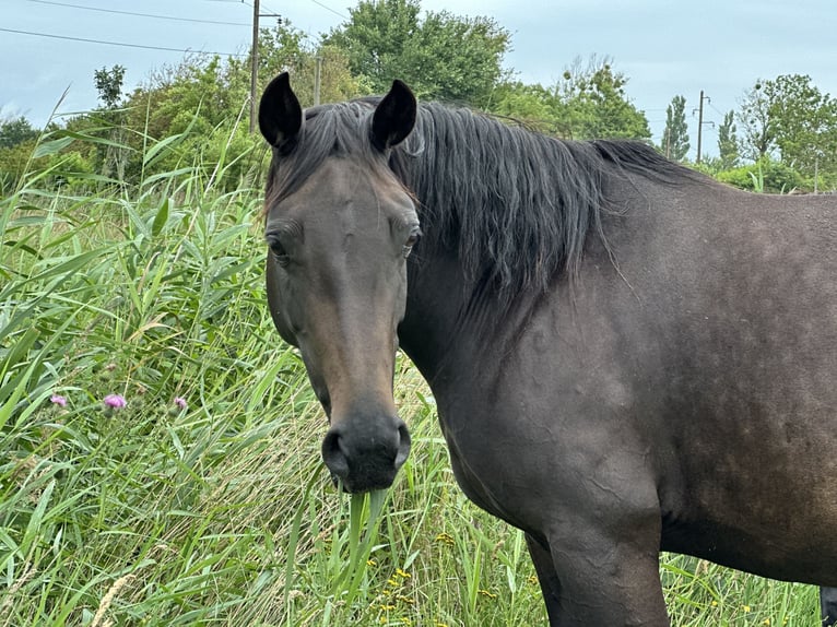 Koń oldenburski Klacz 8 lat 159 cm Ciemnogniada in Kathendorf