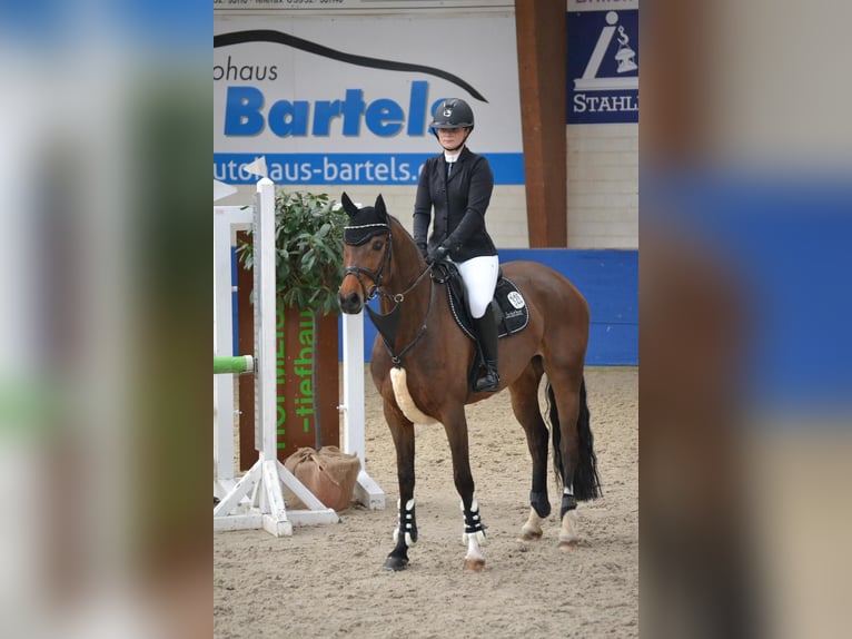 Koń oldenburski Klacz 8 lat 162 cm Gniada in Papenburg