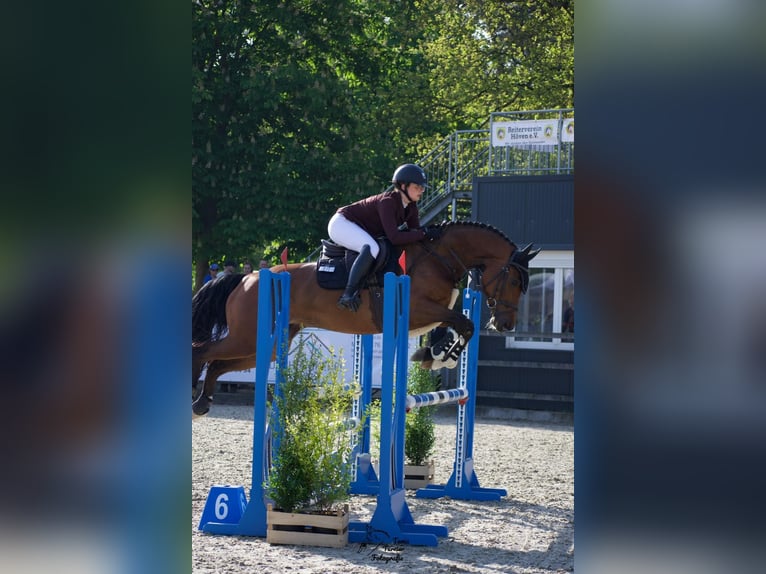Koń oldenburski Klacz 8 lat 162 cm Gniada in Papenburg