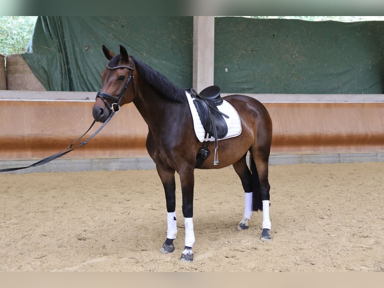 Koń oldenburski Klacz 8 lat 163 cm Ciemnogniada in Idstein