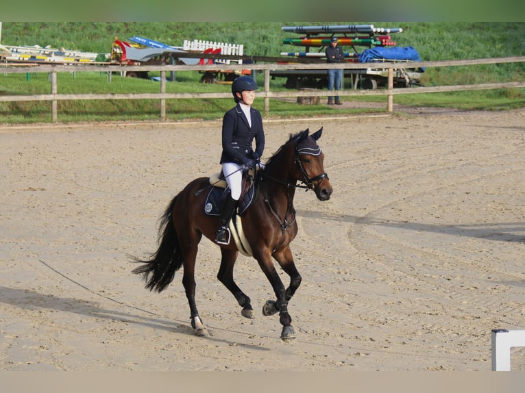 Koń oldenburski Klacz 8 lat 163 cm Ciemnogniada in Idstein