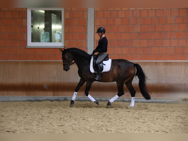 Koń oldenburski Klacz 8 lat 163 cm Ciemnogniada in Idstein