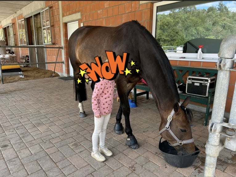 Koń oldenburski Klacz 8 lat 163 cm Ciemnogniada in Idstein