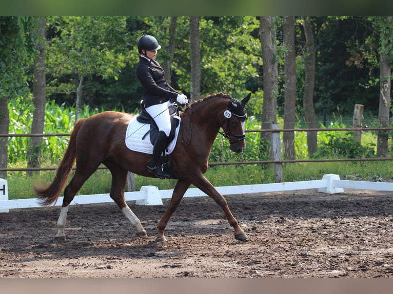 Koń oldenburski Klacz 8 lat 163 cm Ciemnokasztanowata in Uplengen