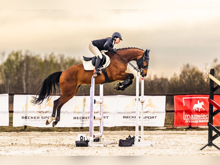 Koń oldenburski Klacz 8 lat 163 cm Gniada in Podkowa Leśna