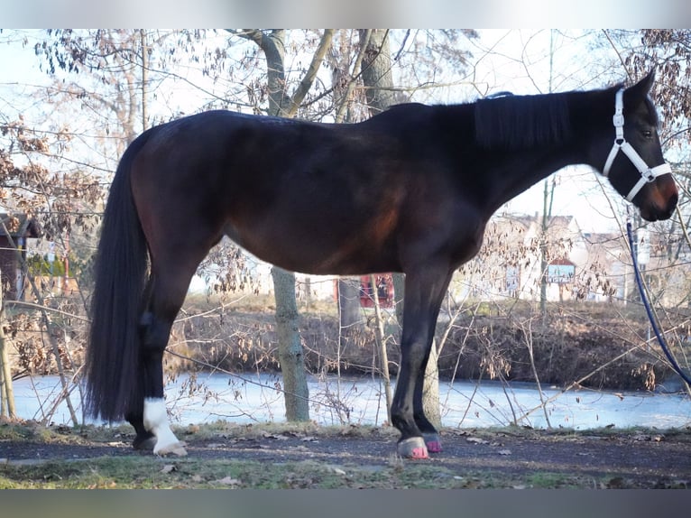 Koń oldenburski Klacz 8 lat 165 cm Ciemnogniada in Leipzig