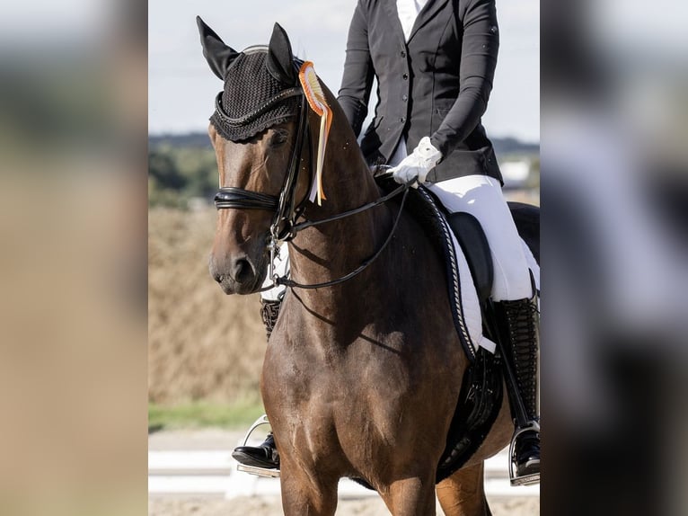 Koń oldenburski Klacz 8 lat 165 cm Ciemnogniada in Kelkheim (Taunus)