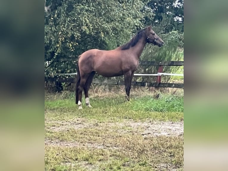 Koń oldenburski Klacz 8 lat 165 cm Ciemnokasztanowata in Essen