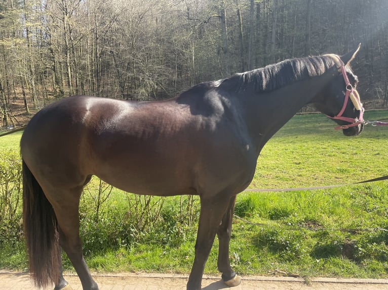 Koń oldenburski Klacz 8 lat 165 cm Kara in Pirmasens