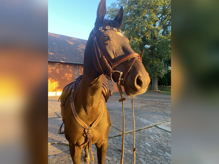 Koń oldenburski Klacz 8 lat 165 cm in Warmsen