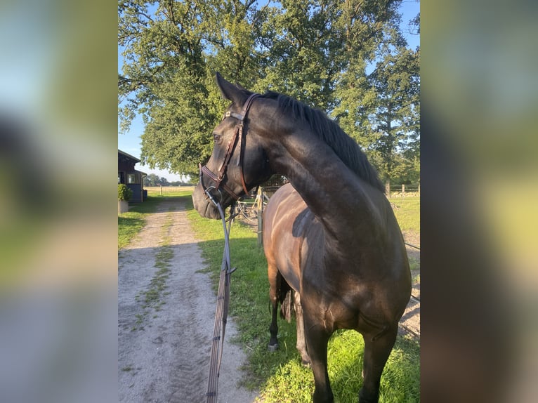 Koń oldenburski Klacz 8 lat 165 cm in Warmsen